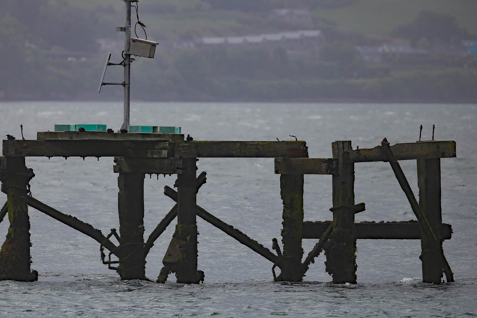 blak guillemot nest boxes greenore.jpg